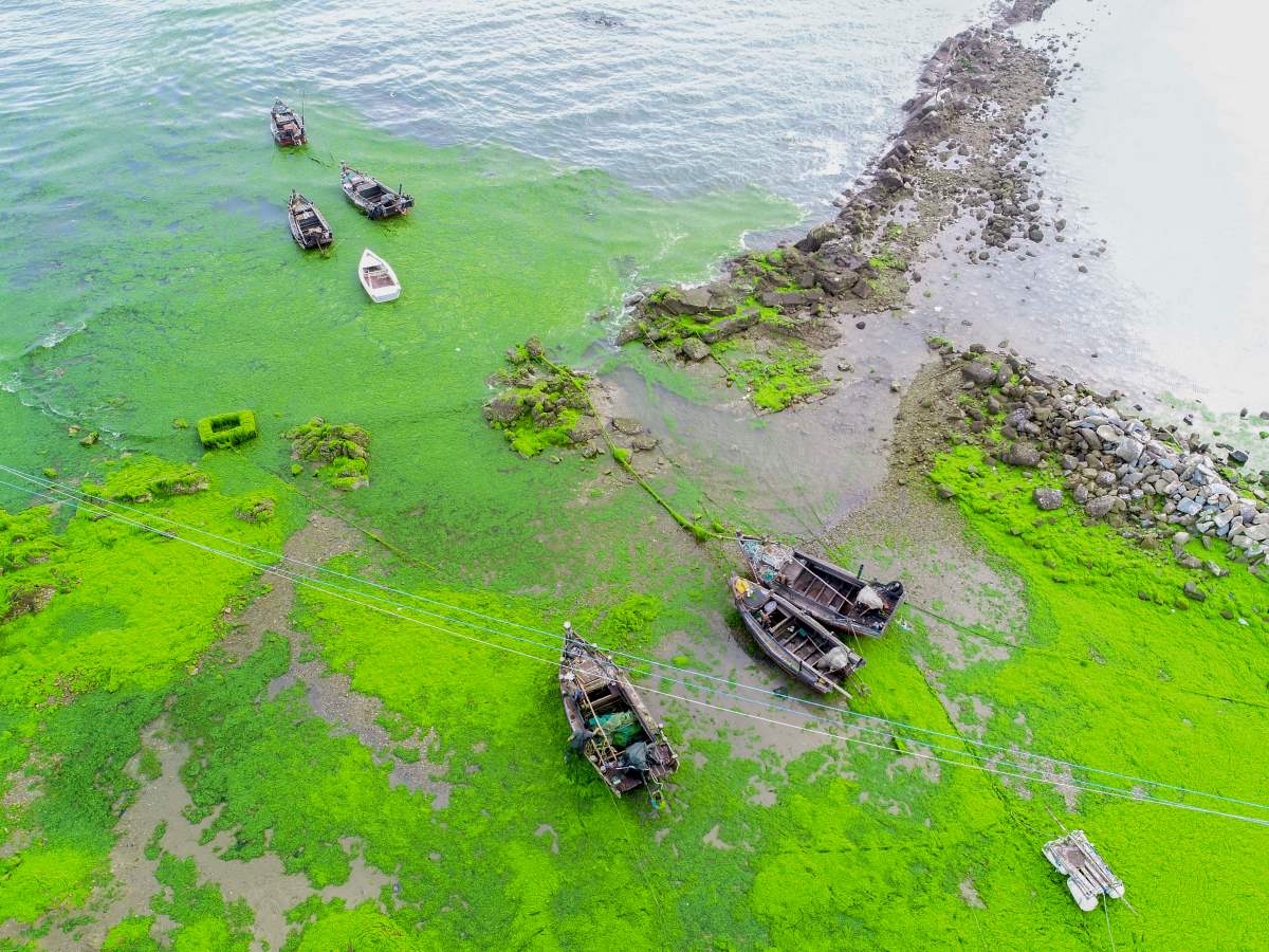 Algas altamar Algas altamar