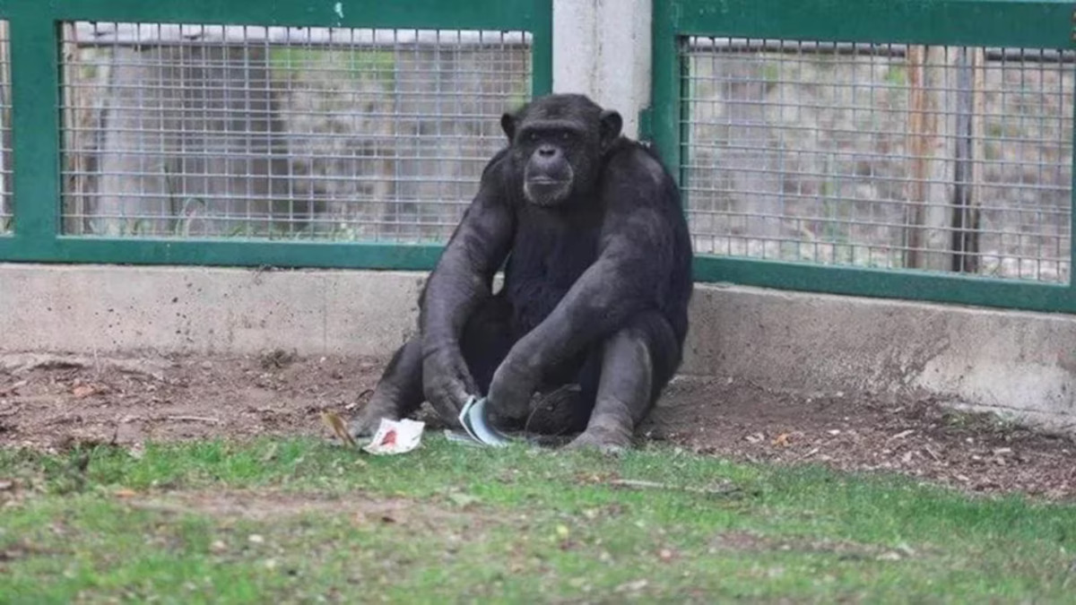 chimpancé chimpancé