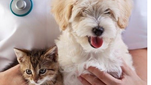 gato perro Día de la Esterilización: ¿Qué es y cómo se relaciona con la castración?. Foto: Pinterest