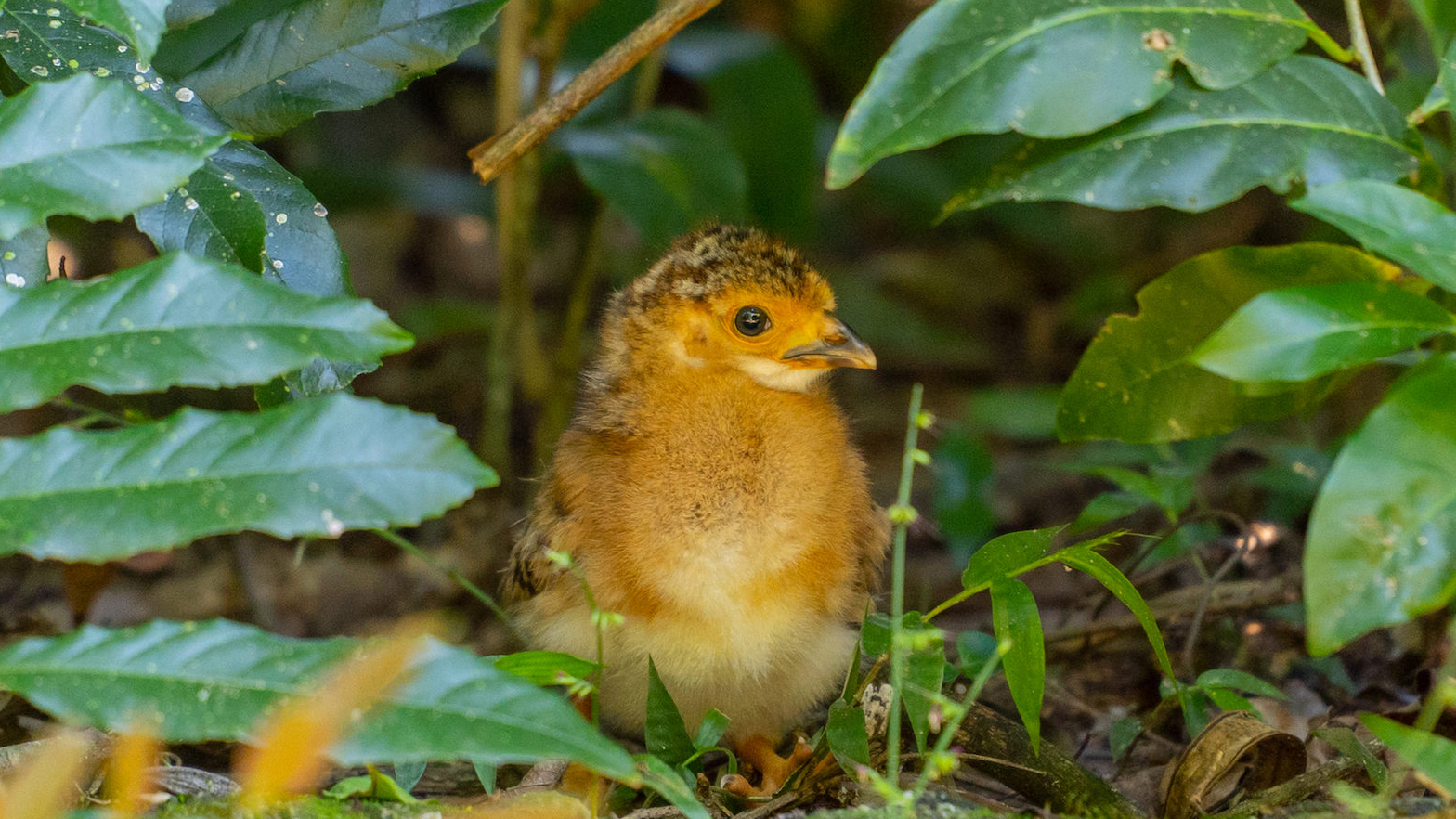muitu ave argentina 3 2000x890 muitu ave argentina 3 2000x890