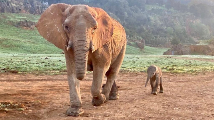 elefante africano cría elefante africano cría