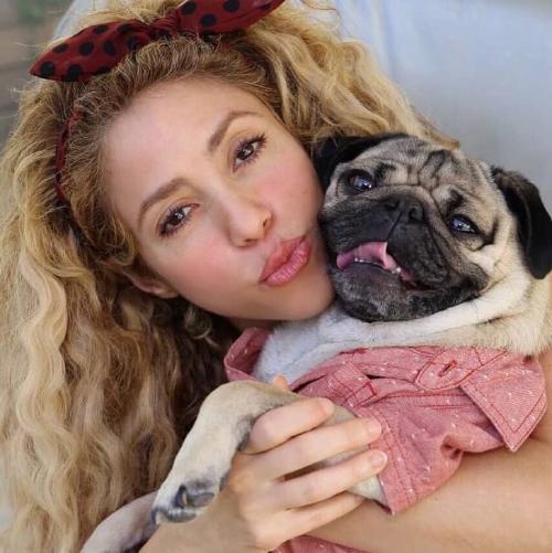 perros-pugs2 perros-pugs2