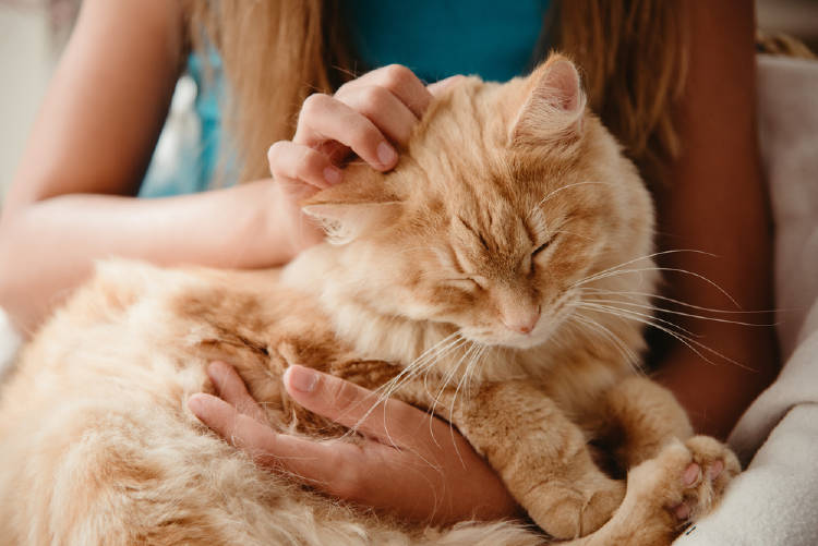 gato caricias gato caricias