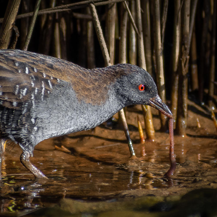 Burrito Negruzco Felipe Jara Burrito Negruzco Felipe Jara