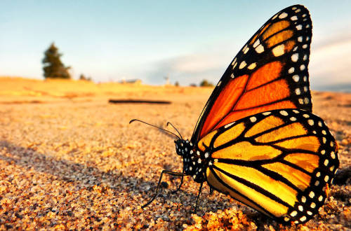 La crisis climática y los pesticidas están acabando con las mariposas monarca