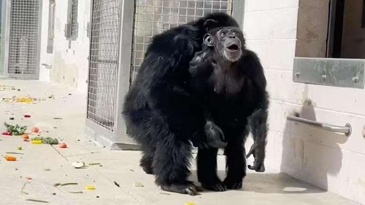 chimpancé mira el cielo2