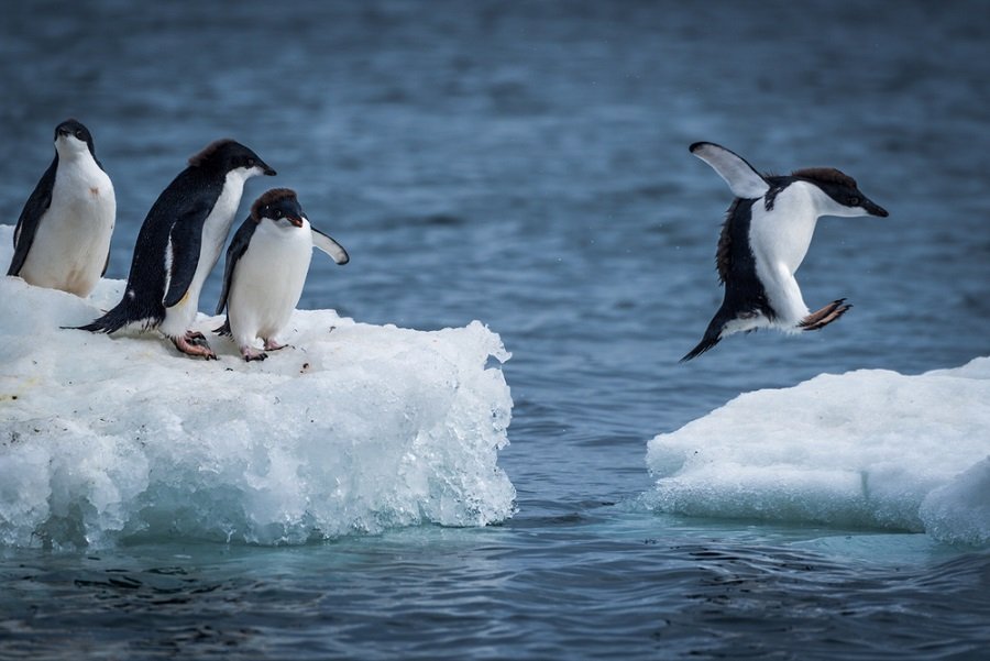 pinguinos hielo