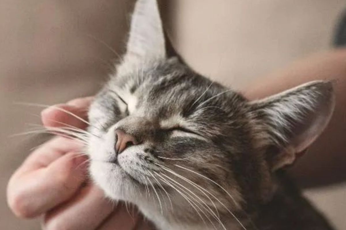 Los michis conquistan hogares y redes sociales con su carácter independiente y adorable. Qué dice la ciencia sobre su conducta y por qué generan tanto amor. (Imagen: Pinterest)