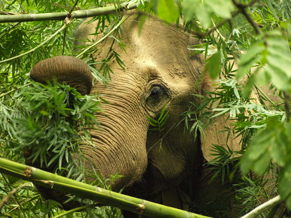 elefante asiático Elefante asiático