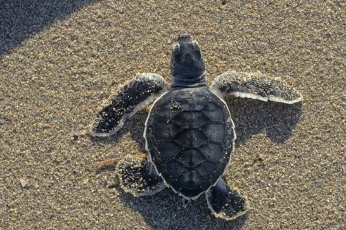 tortuga marina Imagen: Pinterest