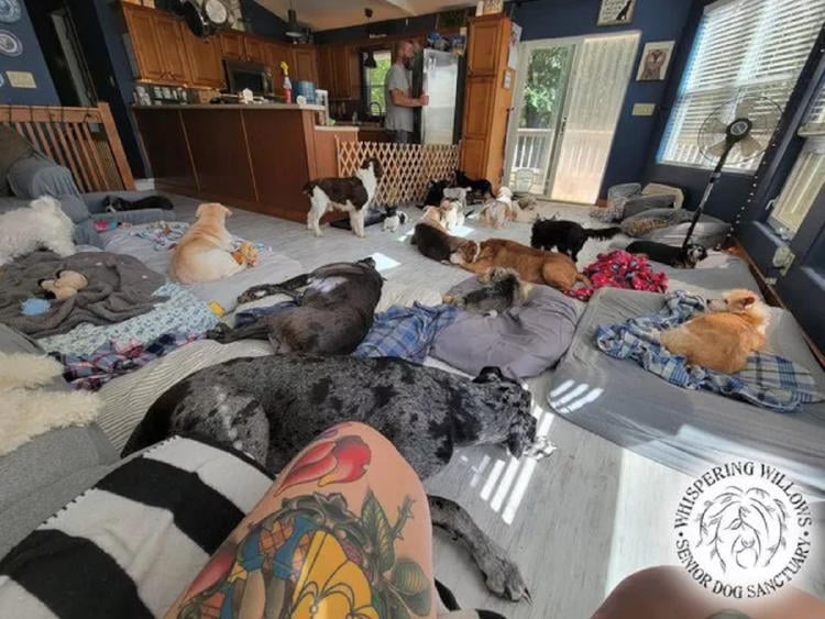perros perros