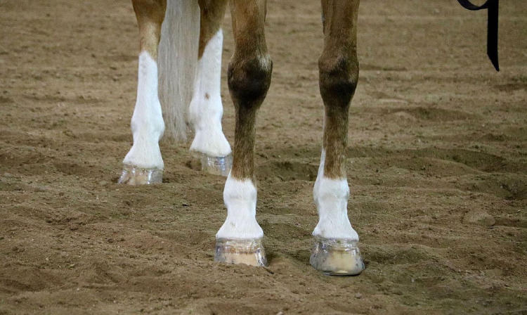 pezuña caballo pezuña caballo