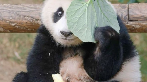 panda Esta singular especie despierta ternura en todos los que los ven, y no es para menos. Son adorables criaturas que capturan el corazón de quienes trabajan en su cuidado Foto (Pinterest)