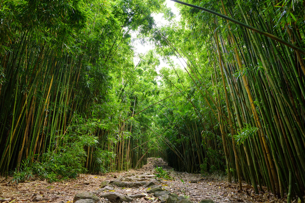 bosque bambu