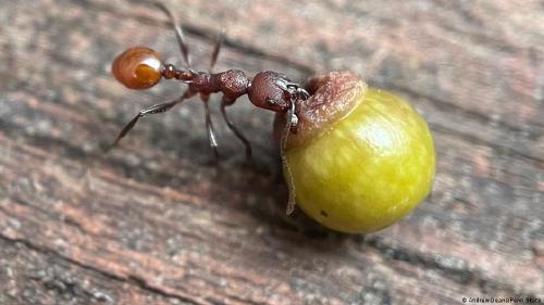 Hormiga que sostiene agalla de roble Una hormiga sostiene una agalla de roble que contiene larvas de avispa.