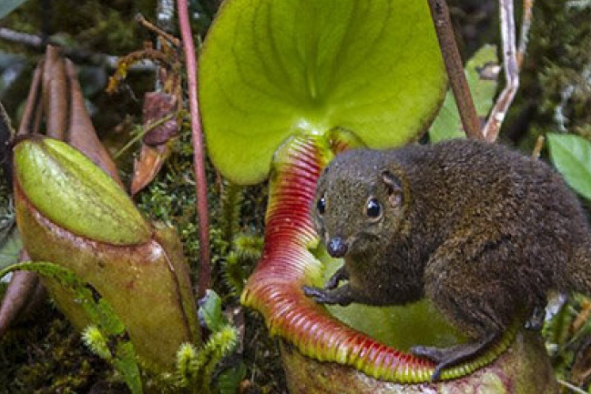 flor animal Amistad “de baño” habla de el curioso vínculo entre una planta carnívora y un pequeño animal. (Fuente: Pictolic.com)