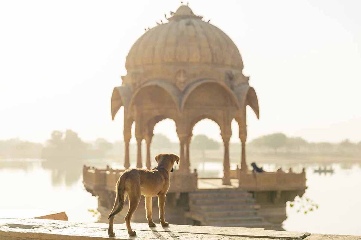 perros india3 perros india3