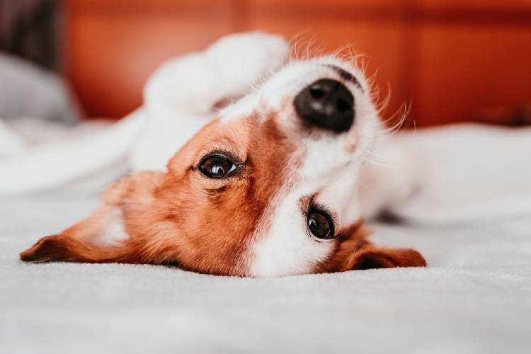perro perro