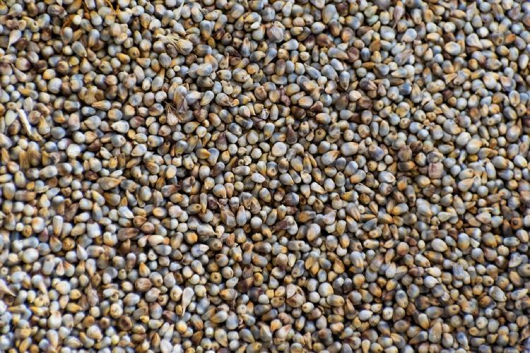 alimentación saludable bajra alimentación saludable bajra