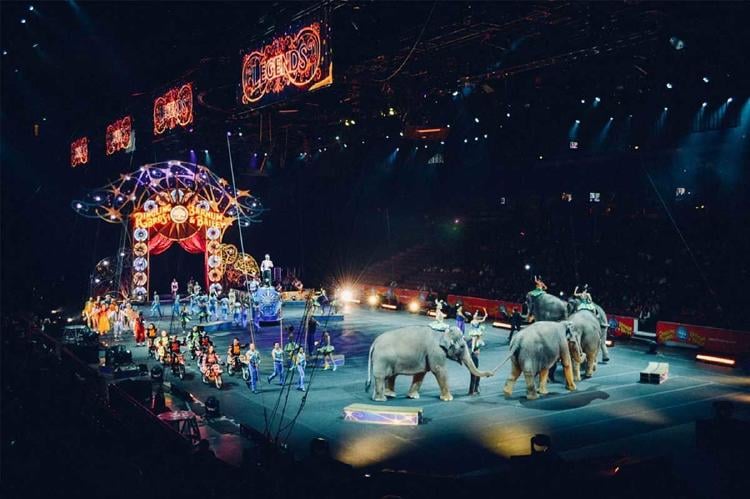 elefante circo elefante circo
