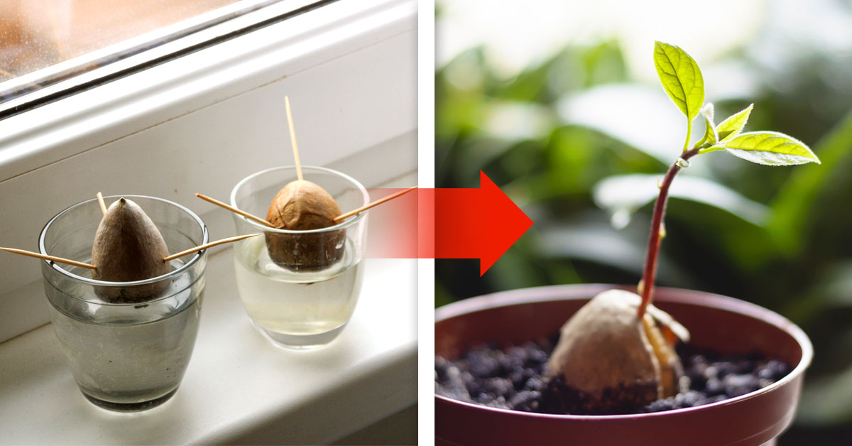 como plantar arbol aguacate como plantar arbol aguacate