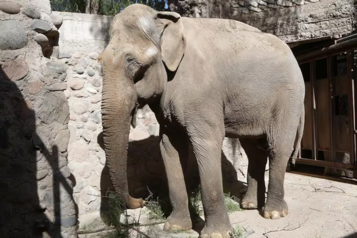 elefante tamy mendoza