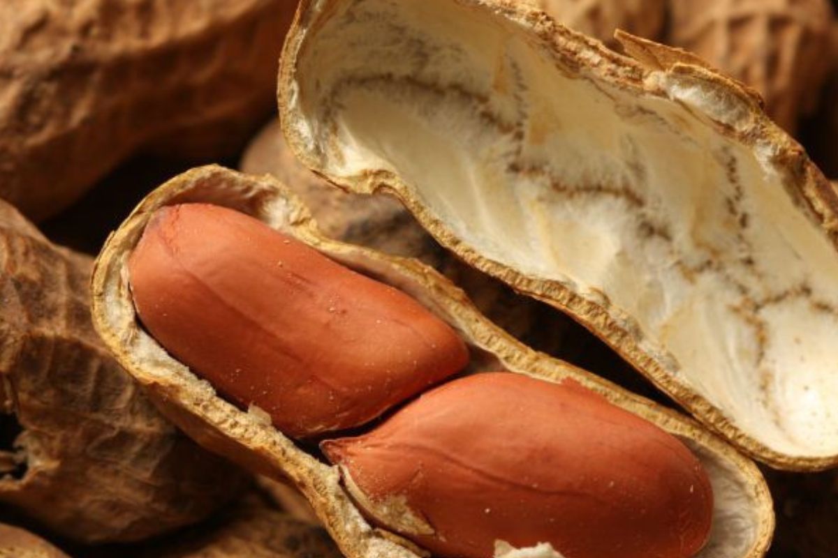 Cáscara de maní El pueblo cordobés que genera energía renovable con cáscara de maní y nunca se queda sin luz