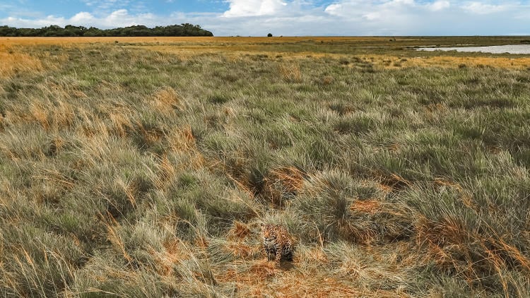 yaguarete escondido yaguarete escondido