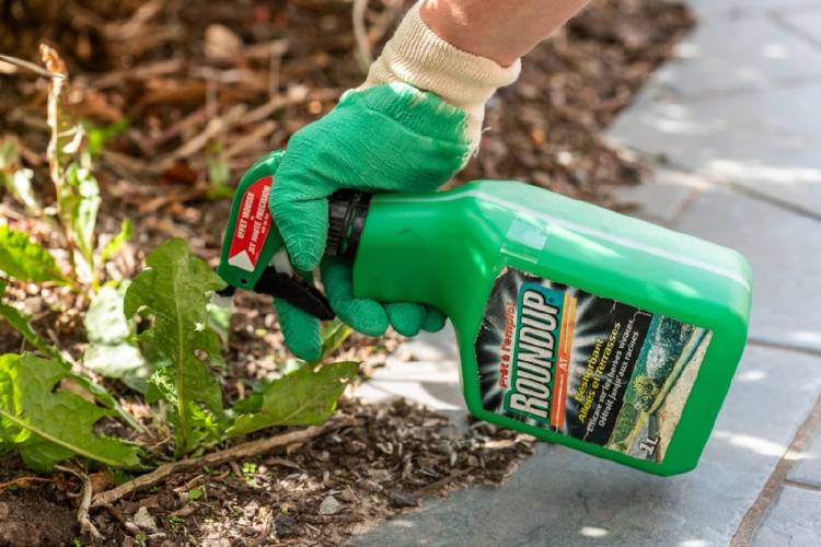 Herbicida Roundup glifosato Una persona usa Roundup en un jardín