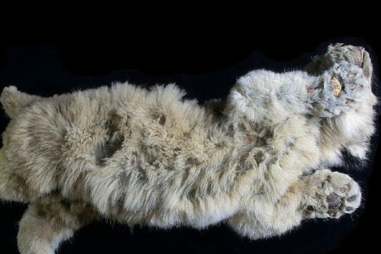 cachorro congelado El deshielo saca a la luz un león de la Edad de Hielo (Imagen: ellitoral.com)