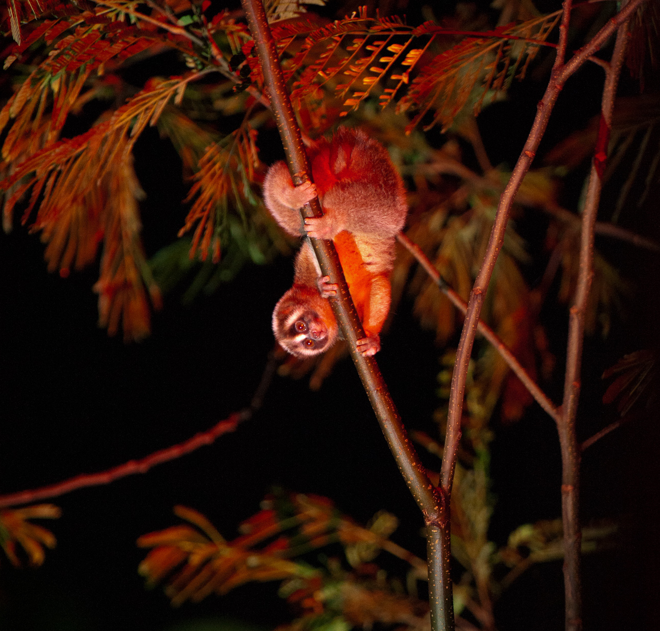 Lorises 006_AW Lorises 006_AW