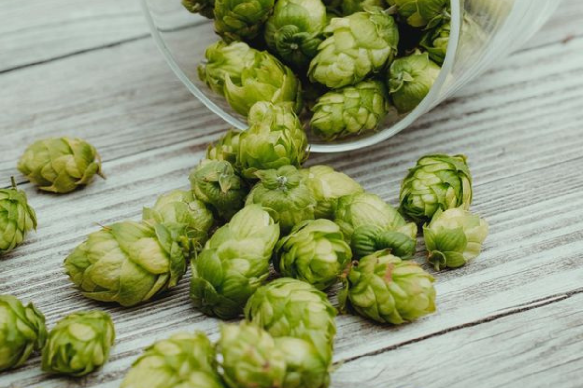 cannabis ¿Es posible regenerar neuronas de forma natural?, hay plantas que podrían hacerlo. (Foto: Pinterest)