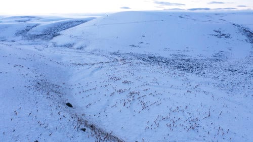 Migración de guanacos en Patagonia 02 © Franco Bucci Rewilding Argentina Migración de guanacos en Patagonia 02 © Franco Bucci Rewilding Argentina
