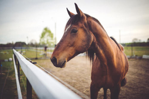 horse head close up