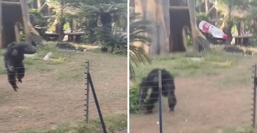chimpance zoologico