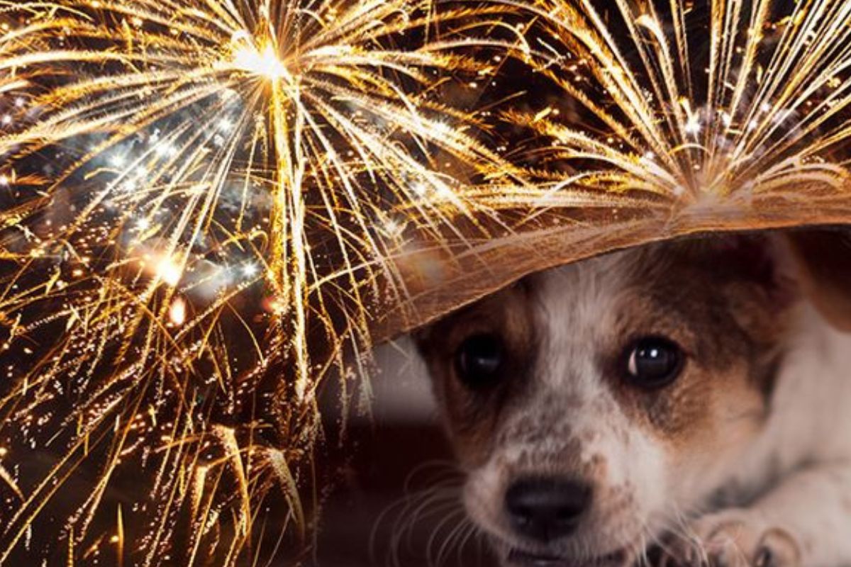 Efectos negativos de los fuegos artificiales en las mascotas (Foto: Pinterest)