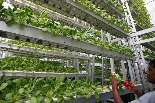 Primera granja vertical de Dubai Primera granja vertical de Dubai