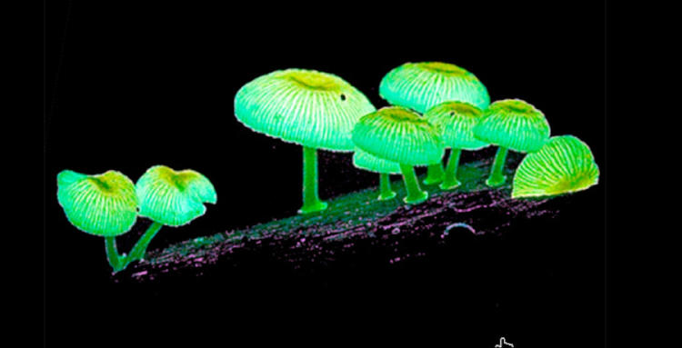 hongos bioluminiscente
