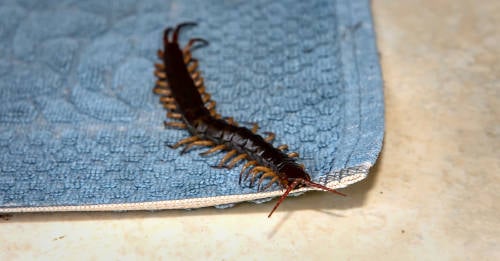 Por Que Nunca Debes Matar A Un Ciempies Cuando Lo Veas En Tu Casa