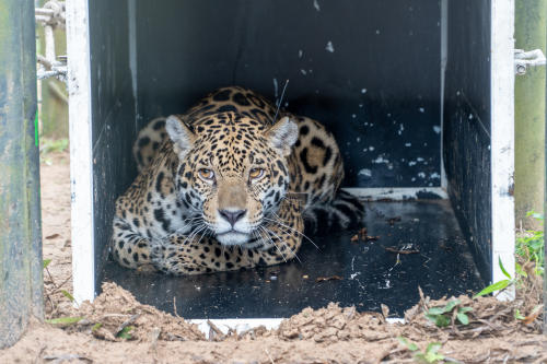 Traslado Kerana a Iberá Andi Villarreal_Rewilding Argentina 24 Traslado Kerana a Iberá Andi Villarreal_Rewilding Argentina 24