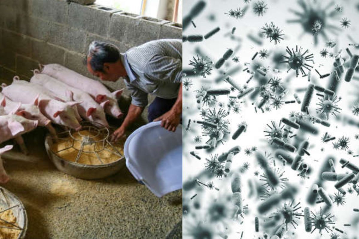 El aumento de la interacción entre humanos y fauna silvestre producto de la actividad humana intensifica la posibilidad de que virus animales puedan infectar a las personas y desencadenar brotes epidémicos o pandemias. (msn.com)