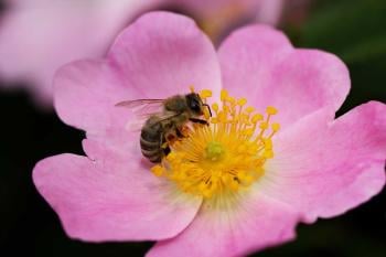 significado de las abejas