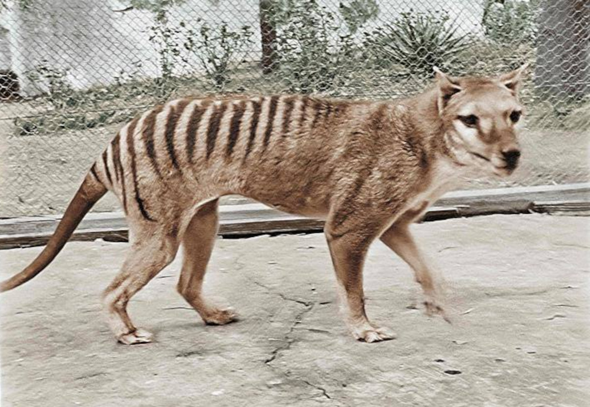 lobo de tasmania lobo de tasmania