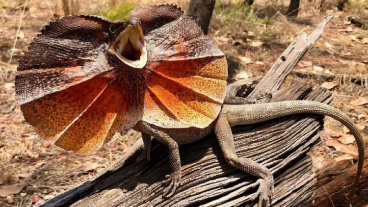 reptil Su rasgo más distintivo es la gran membrana de piel alrededor de su cabeza, (Foto: Pinterest).