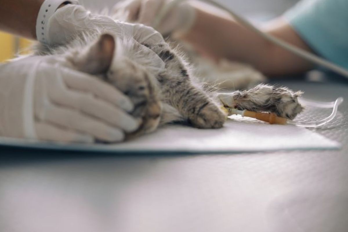 El coronavirus felino que causa la PIF preocupa a veterinarios y dueños: te contamos cómo se contagia, cuáles son los síntomas y qué podés hacer para prevenirla. (Imagen: Pinterest)