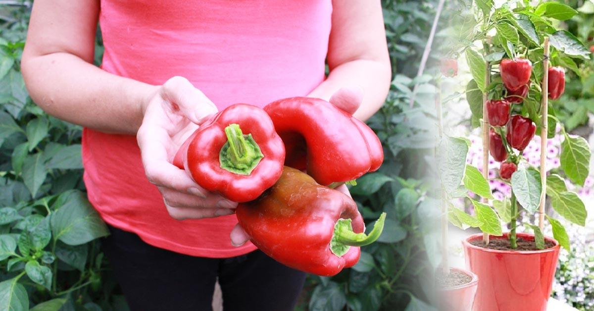 El cultivo del pimiento en maceta fácil en casa El cultivo del pimiento en maceta fácil en casa