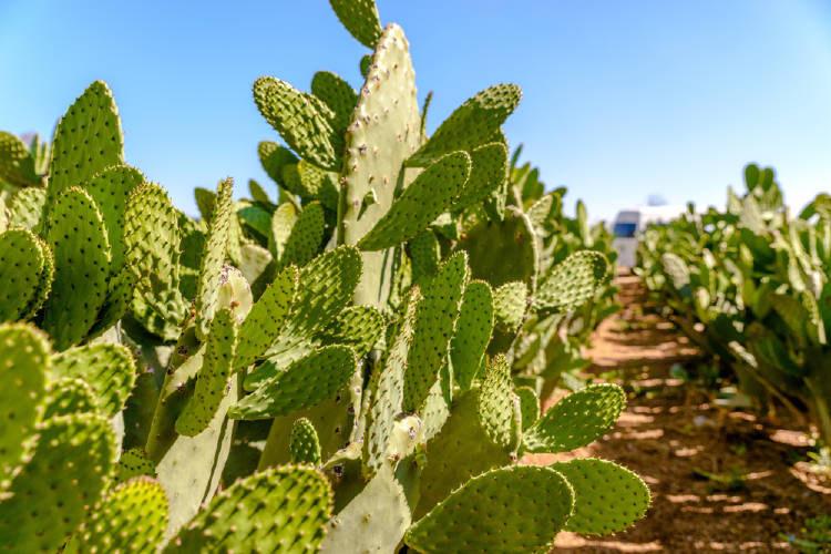 campo de nopal campo de nopal, familia de cactus en las afueras de la ciudad de mexico