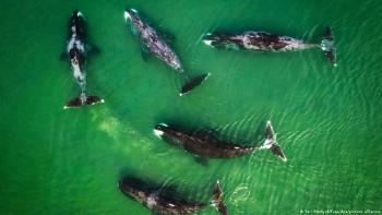 Orcas se comen a un tiburón Orcas se comen a un tiburón