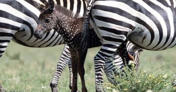 La cebra bebé que llama la atención del mundo: nació con puntos y no con rayas La cebra bebé que llama la atención del mundo: nació con puntos y no con rayas