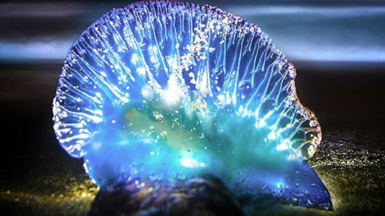 carabela marina medusa aunque su llegada a las costas mediterráneas y del Atlántico se hizo más común en los últimos años debido al cambio climático y alteraciones en las corrientes marinas (Foto: Pinterest)